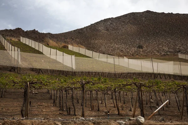 Elqui Valley Vineyards Norden Chiles — Stockfoto