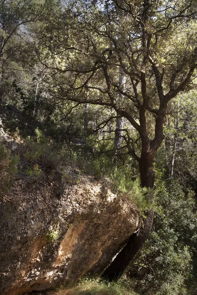 Árvore Caminho Fresneda Teruel — Fotografia de Stock