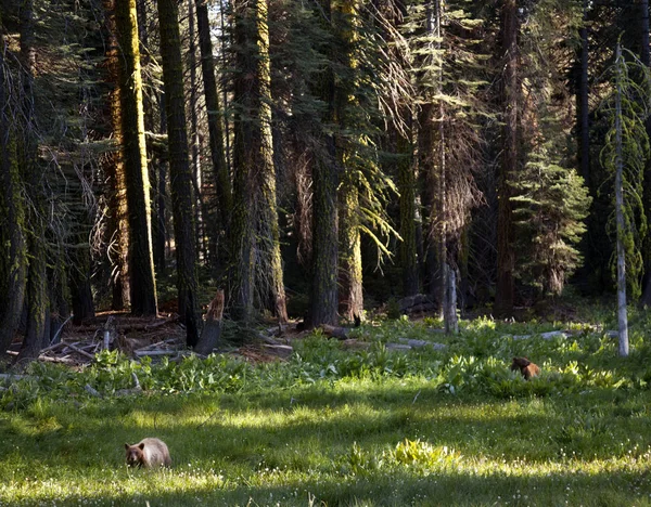 Dragen Yosemite Valley Californië — Stockfoto