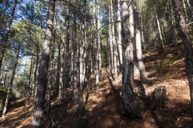 Picosa 'ya giden yol. Teruel Eyaleti