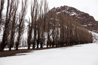 Cajon del Maipo 'daki kavak ağaçları. Şili