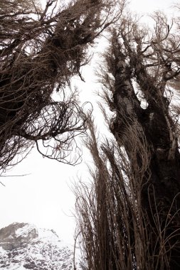 Cajon del Maipo 'daki kavak ağaçları. Şili