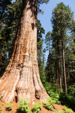 Büyük Ağaç Ulusal Parkı 'ndaki Sequoias Ormanı ağacı