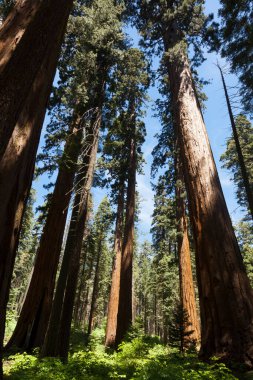 Büyük Ağaç Ulusal Parkı 'ndaki Sequoias Ormanı ağacı