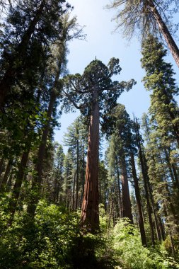 Büyük Ağaç Ulusal Parkı 'ndaki Sequoias Ormanı ağacı