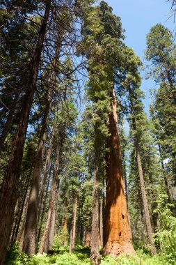 Büyük Ağaç Ulusal Parkı 'ndaki Sequoias Ormanı ağacı