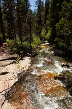 Büyük Ağaç Ulusal Parkı 'ndaki Sequoias Ormanı ağacı