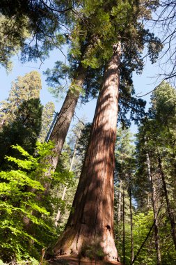 Büyük Ağaç Ulusal Parkı 'ndaki Sequoias Ormanı ağacı