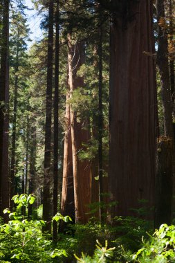Büyük Ağaç Ulusal Parkı 'ndaki Sequoias Ormanı ağacı
