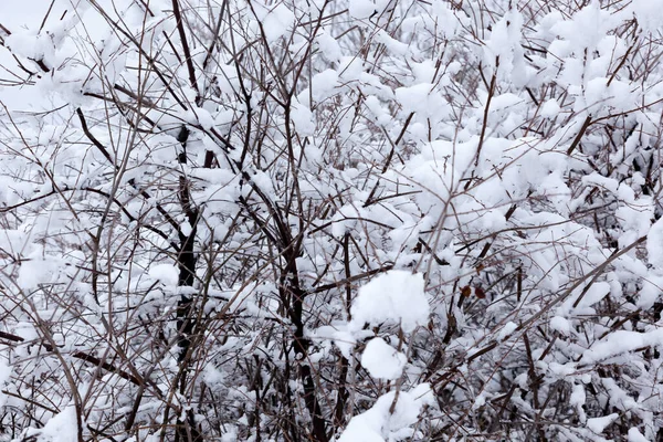 Снег Ветвях — стоковое фото