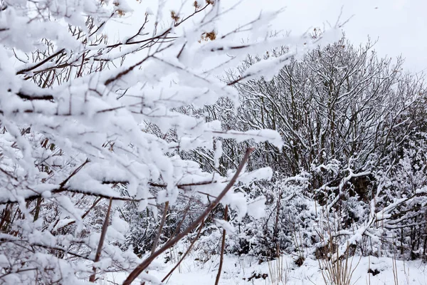 Снег Ветвях — стоковое фото