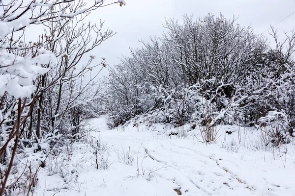 Nieve Las Ramas — Foto de Stock