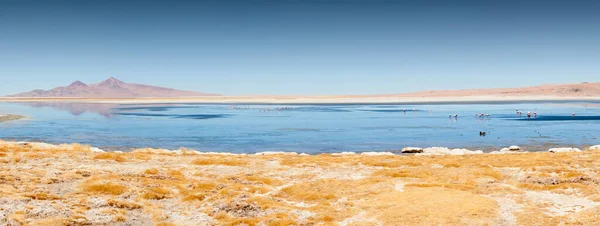 Panoramic Lake Salar Tara North Chile — Stock Photo, Image