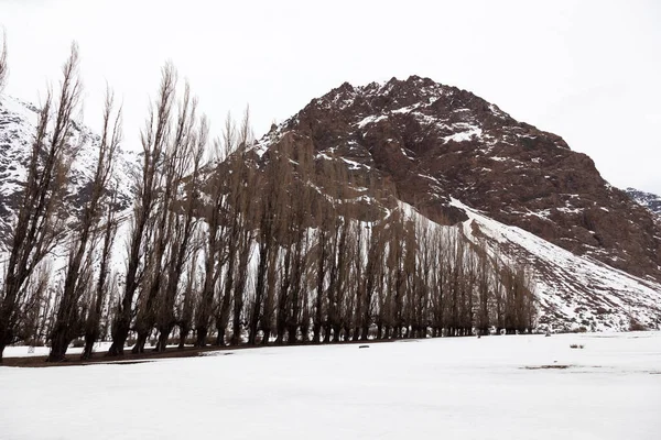 Row Poplar Trees Cajon Del Maipo Chile — Stock Photo, Image