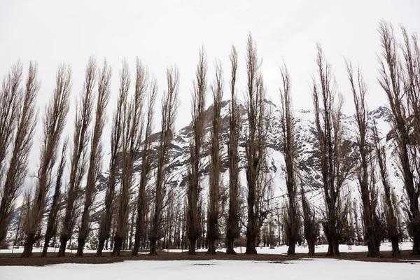 Rangée Peupliers Cajon Del Maipo Chili — Photo