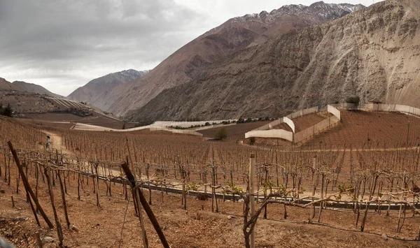 Виноградники Долины Эльки Северная Часть Чили — стоковое фото
