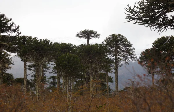 Αραουκαρίας Δέντρο Χειμώνα Περιοχή Araucaria Χιλή — Φωτογραφία Αρχείου