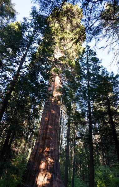 Vale Yosemite Califórnia Estados Unidos — Fotografia de Stock