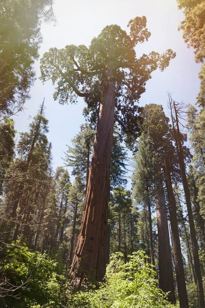 Luz Sol Brilha Sobre Sequoia Parque Das Árvores Grandes Natural — Fotografia de Stock