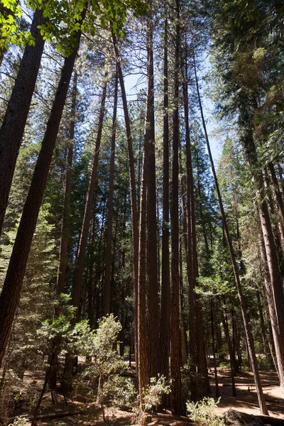 Floresta Sequoias Árvore Parque Nacional Big Tree — Fotografia de Stock