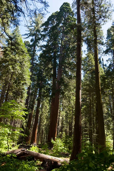 Floresta Sequoias Árvore Parque Nacional Big Tree — Fotografia de Stock