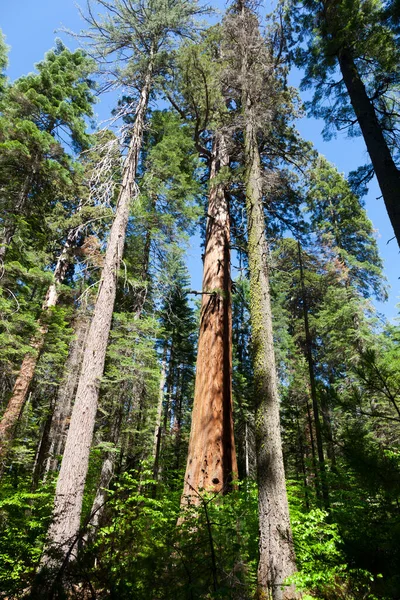 Floresta Sequoias Árvore Parque Nacional Big Tree — Fotografia de Stock