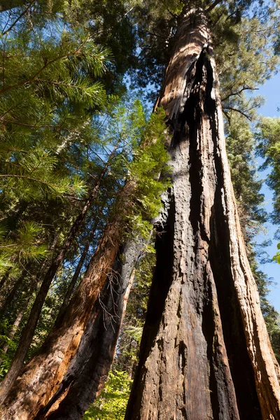 Floresta Sequoias Árvore Parque Nacional Big Tree — Fotografia de Stock