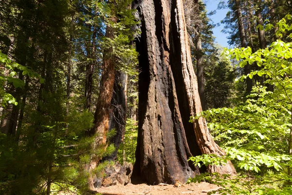 Forêt Séquoias Arbre Dans Parc National Big Tree — Photo