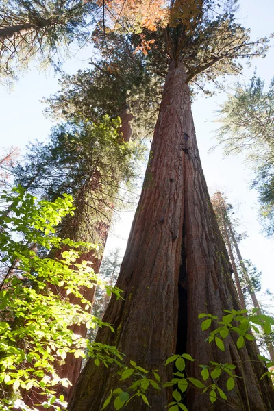 Floresta Sequoias Árvore Parque Nacional Big Tree — Fotografia de Stock