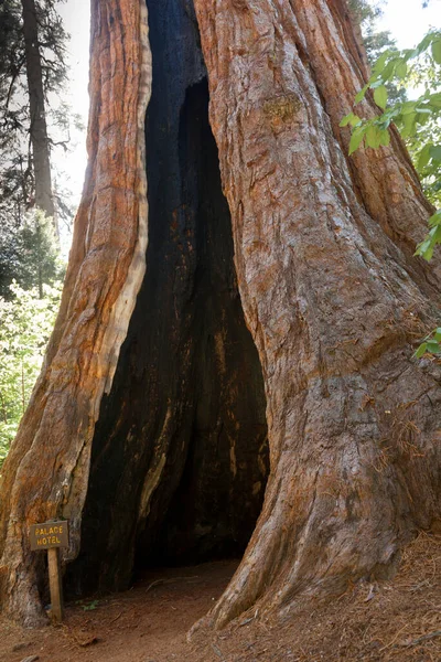 Floresta Sequoias Árvore Parque Nacional Big Tree — Fotografia de Stock