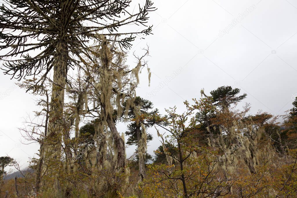 Araucarias Tree in winter. Araucaria region. Chile