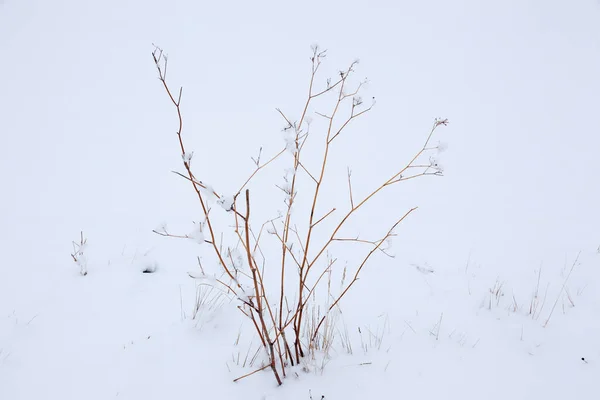 树枝上的雪 — 图库照片