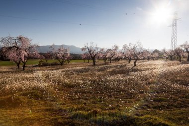 Matarranya 'daki tarlalarda güneş parlıyor. Teruel bölgesi. İspanya