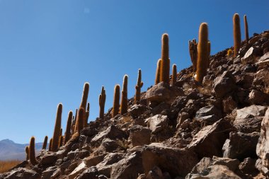 Atacama Çölündeki Dev Kaktüs