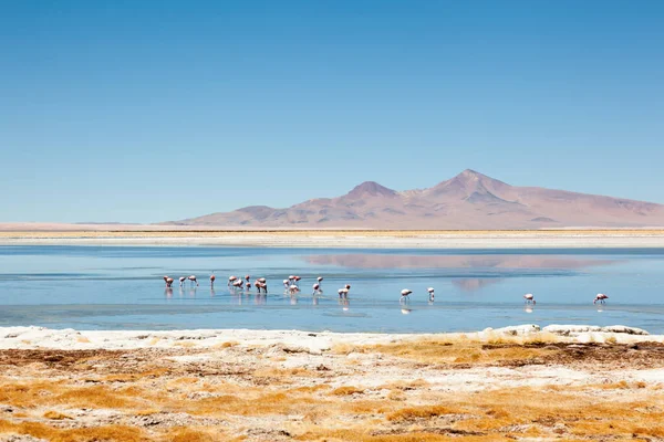 Tara Lagoon San Pedro Atacama North Chil — Stock Photo, Image