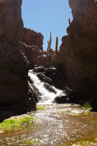 Giant Cactus Valley Atacama Desert — Stock Photo, Image
