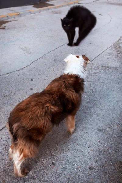 Gato Tiene Miedo Encontrar Perro — Foto de Stock