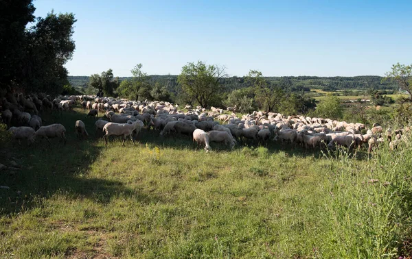 Sheep Graze Meadow Valderrobres Teruel Province Spain — Stock Photo, Image