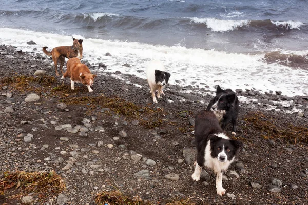 Kumsalda oynayan çobanlar