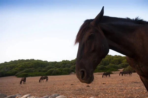 Typical Menorquin Horse Menorca Island Spain — Stock Photo, Image