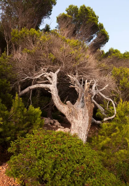 Mediterrâneo Ilha Menorca — Fotografia de Stock