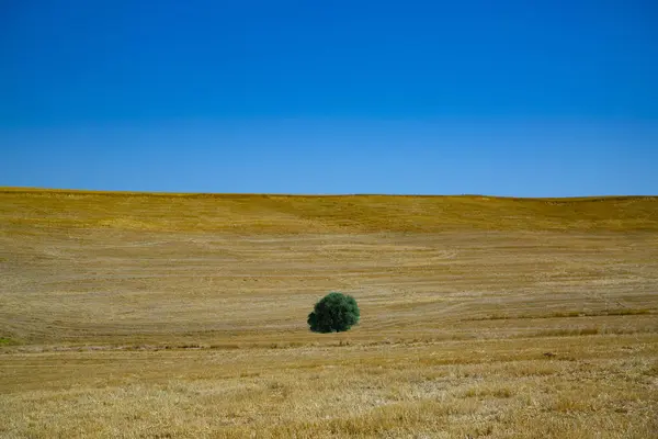 Árbol Solitario Campo Amarillo Sobre Cielo Azul Árbol Naturaleza — Foto de Stock