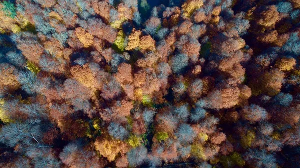 Vista Aérea Árboles Otoñales Bosque — Foto de Stock