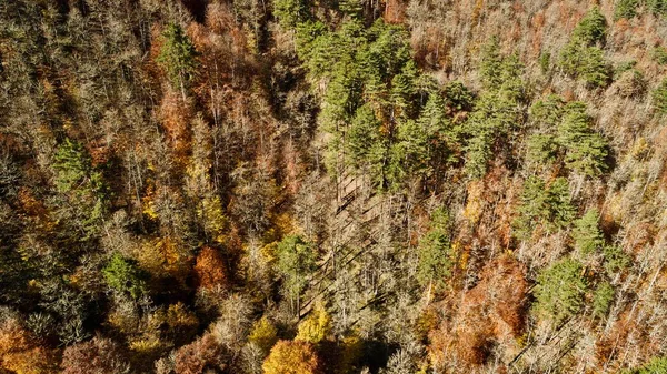 Vista Aérea Los Colores Otoñales Bosque — Foto de Stock