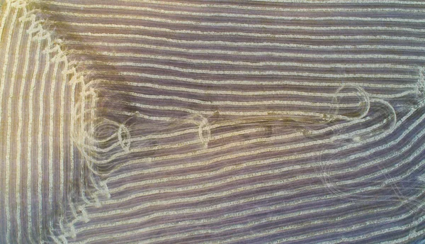 Вид Воздуха Геометрическое Жёлтое Пшеничное Поле — стоковое фото