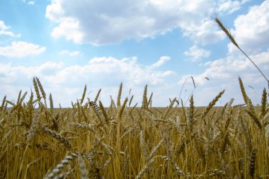 Altın buğday alan arka planda mavi gökyüzü ile. Altın buğday alan ve güneşli bir gün