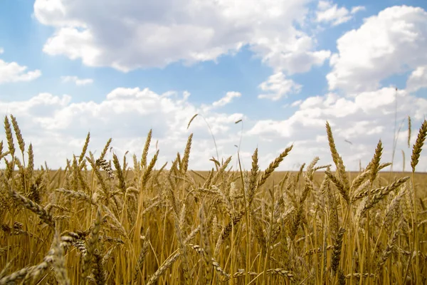 背景の青空と黄金の麦畑 黄金の麦畑と晴れた日 ストック画像
