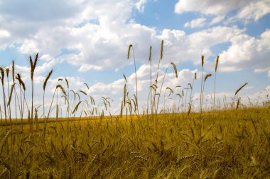 Altın buğday alan arka planda mavi gökyüzü ile. Altın buğday alan ve güneşli bir gün
