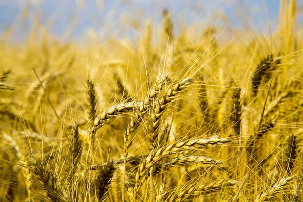 Golden Wheat Field Blue Sky Background Golden Wheat Field Sunny Stock Image