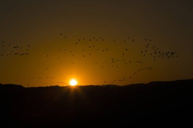 uçan kuşlara karşı turuncu günbatımı.